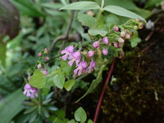 Hemipilia gracilis