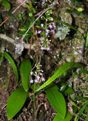 Hemipilia gracilis