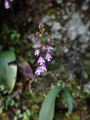 Hemipilia gracilis