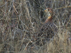 Campocolinus coqui coqui