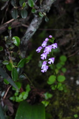 Hemipilia gracilis