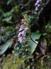 Hemipilia gracilis