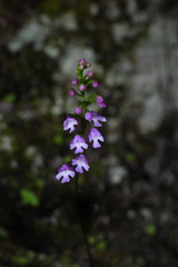 Hemipilia gracilis