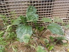 Plantago asiatica
