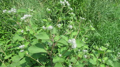 Arctium tomentosum