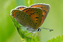 Lycaena candens