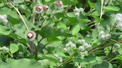 Arctium tomentosum