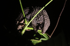 Phataginus tricuspis