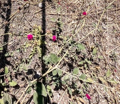 Boerhavia coccinea