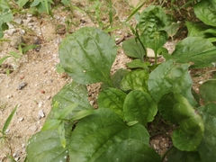 Plantago asiatica