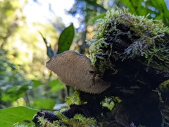 Pseudohydnum orbiculare