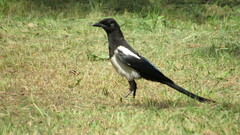 Pica serica