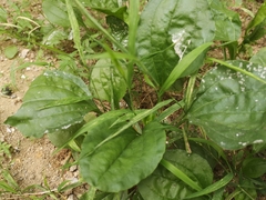 Plantago asiatica