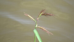 Echinochloa crus-galli