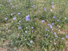 Cichorium intybus