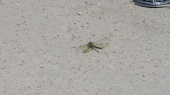 Nihonogomphus ruptus