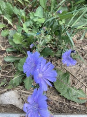 Cichorium intybus