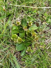 Oxygraphis glacialis