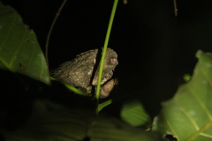 Phataginus tricuspis