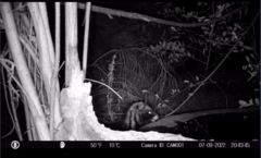 Civettictis civetta australis