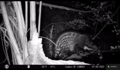 Civettictis civetta australis