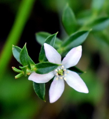 Philotheca buxifolia