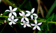 Philotheca buxifolia