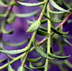 Philotheca buxifolia