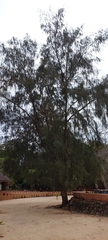 Casuarina equisetifolia