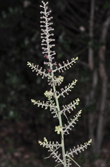 Veratrum nigrum