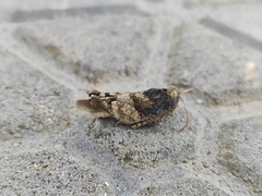 Oedipoda germanica