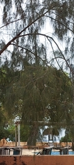 Casuarina equisetifolia