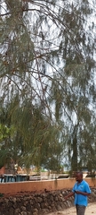Casuarina equisetifolia