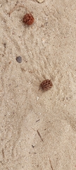 Casuarina equisetifolia