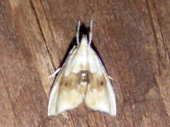 Lipocosma sicalis