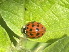 Harmonia axyridis