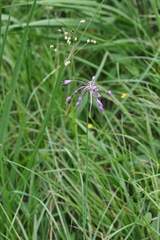 Allium carinatum