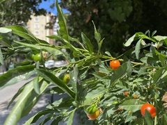 Solanum pseudocapsicum