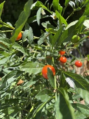 Solanum pseudocapsicum