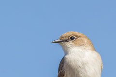 Bradornis mariquensis
