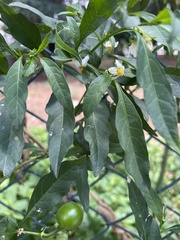 Solanum pseudocapsicum