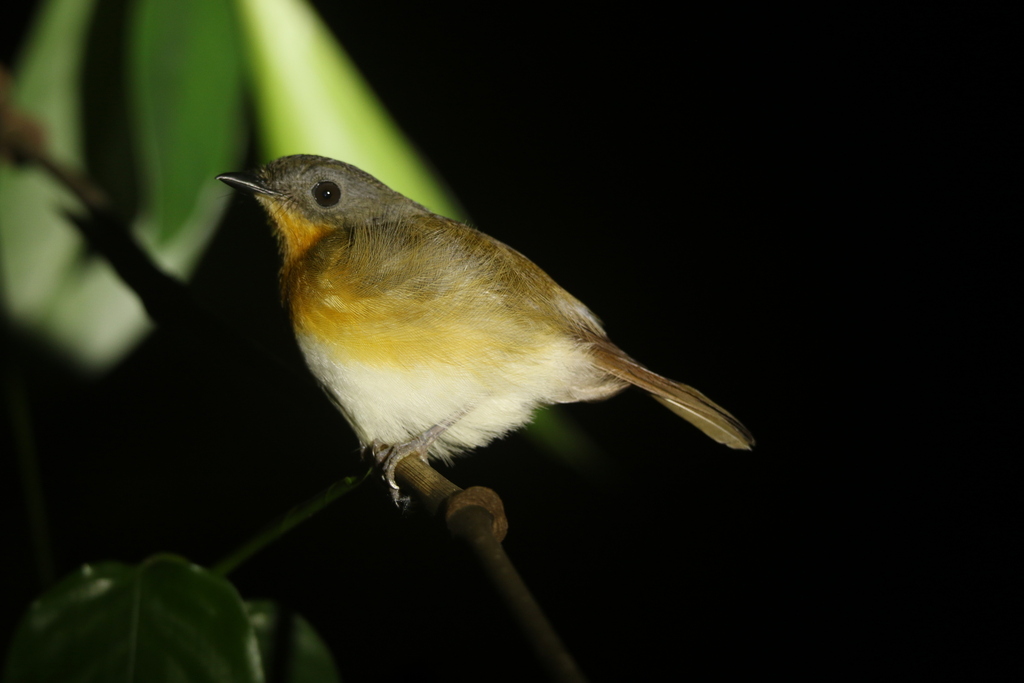 Lowland Akalat photo