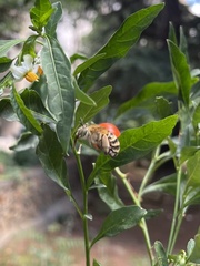 Amegilla garrula
