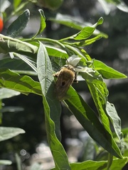 Amegilla garrula