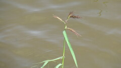 Echinochloa crus-galli