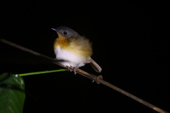 Lowland Akalat photo 3