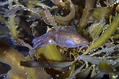 Sepioloidea pacifica