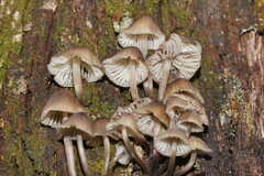 Mycena subgalericulata