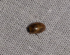 Enochrus melanocephalus