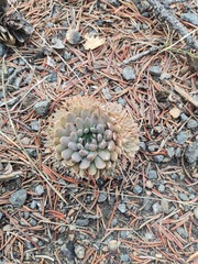 Orostachys spinosa